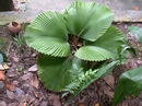 Licuala Orbicularis